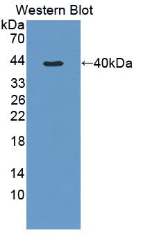 Polyclonal Antibody to Tumor Necrosis Factor Alpha (TNFa)