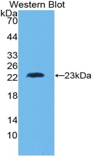 PAA134Hu01.jpg