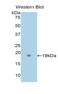 PAA134Mu01.jpg