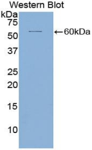 Polyclonal Antibody to Intercellular Adhesion Molecule 5 (ICAM5)