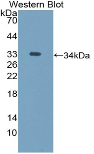 Polyclonal Antibody to Intercellular Adhesion Molecule 5 (ICAM5)