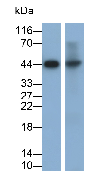 Polyclonal Antibody to Vascular Endothelial Growth Factor A (VEGFA)