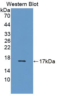 Polyclonal Antibody to Vascular Endothelial Growth Factor B (VEGFB)