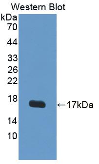 Polyclonal Antibody to Vascular Endothelial Growth Factor B (VEGFB)