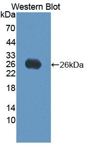 Polyclonal Antibody to Vascular Endothelial Growth Factor B (VEGFB)