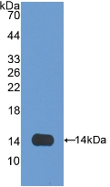 Polyclonal Antibody to Olfactomedin 4 (OLFM4)