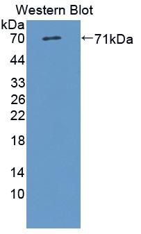 Polyclonal Antibody to Pepsinogen C (PGC)