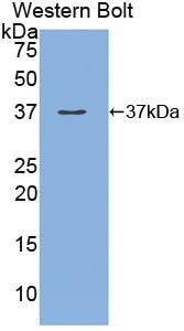 PAA171Hu01.jpg
