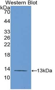 Biotin-Linked Polyclonal Antibody to Platelet Factor 4 (PF4)