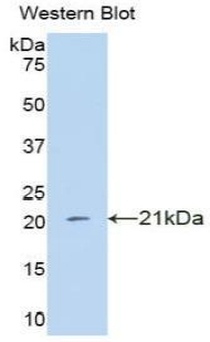 Polyclonal Antibody to Interferon Alpha 4 (IFNa4)