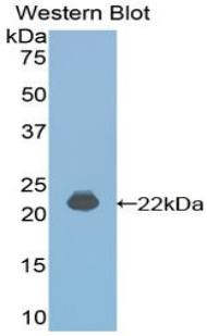 Polyclonal Antibody to Interferon Alpha 4 (IFNa4)