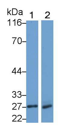 Polyclonal Antibody to Neutrophil Elastase (NE)