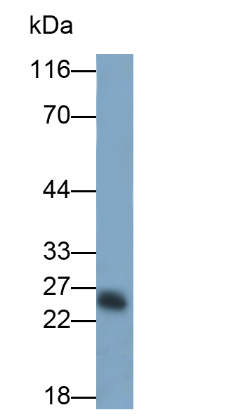 PAA181Ra01.jpg