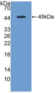 Polyclonal Antibody to Caveolin 1 (CAV1)