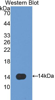 Polyclonal Antibody to Caveolin 1 (CAV1)