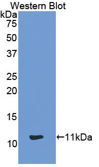 Polyclonal Antibody to Monocyte Chemotactic Protein 4 (MCP4)