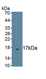 Polyclonal Antibody to Transforming Growth Factor Beta 2 (TGFb2)