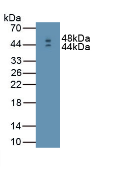 Polyclonal Antibody to Interferon Beta (IFNb)