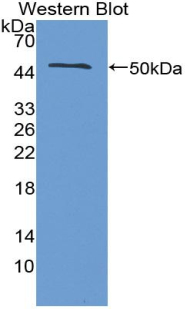 PAA222Po01.jpg