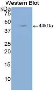 Polyclonal Antibody to Atrial Natriuretic Peptide (ANP)