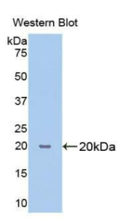 Polyclonal Antibody to Cyclophilin B (CYPB)