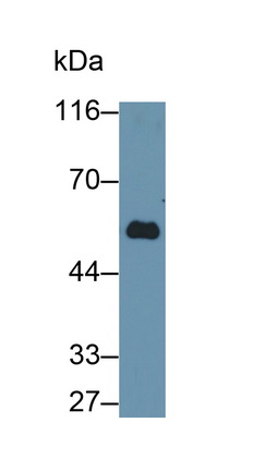 Polyclonal Antibody to Immunoglobulin G4 (IgG4)