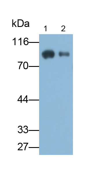 Polyclonal Antibody to Complement 1 Inhibitor (C1INH)