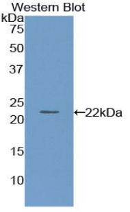 PAA243Mu02.jpg