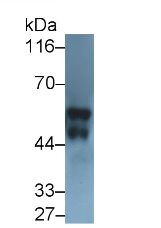 Polyclonal Antibody to Caspase 2 (CASP2)