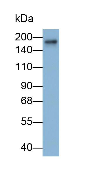 Polyclonal Antibody to Nischarin (NISCH)