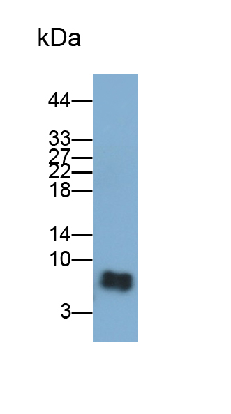 PAA252Hu01.jpg