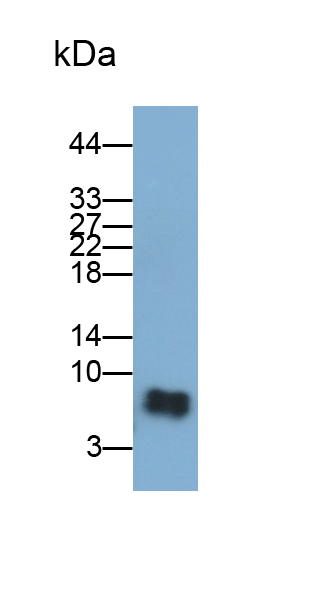 Polyclonal Antibody to Apolipoprotein C1 (APOC1)