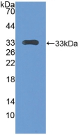 Polyclonal Antibody to Centromere Protein H (CENPH)