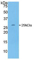 PAA271Hu01.jpg