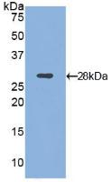 Polyclonal Antibody to Integrin Alpha D (ITGaD)