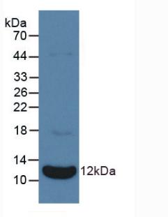 Polyclonal Antibody to Natriuretic Peptide Precursor A (NPPA)