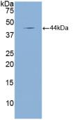 Polyclonal Antibody to Natriuretic Peptide Precursor A (NPPA)