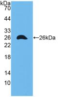 Polyclonal Antibody to Connexin 43 (CX43)