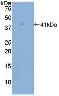 Polyclonal Antibody to B-Cell Activation Factor Receptor (BAFFR)