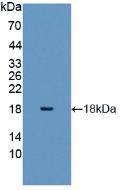 Polyclonal Antibody to Histone H3 (H3)