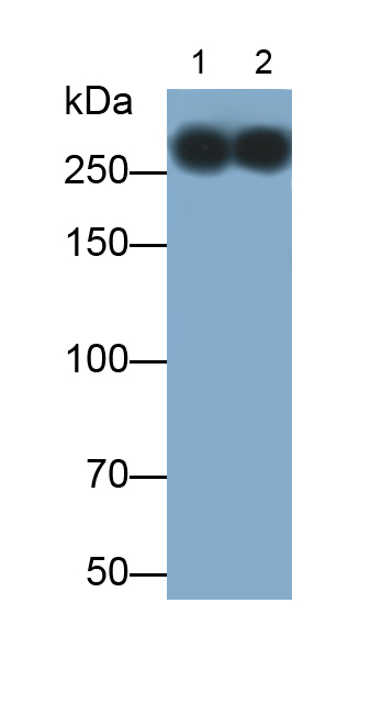 Polyclonal Antibody to Alpha-Fodrin (SPTAN1)