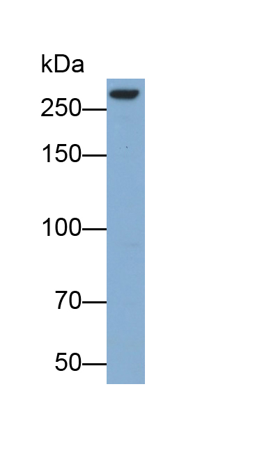 Polyclonal Antibody to Alpha-Fodrin (SPTAN1)