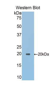 PAA292Mu02.jpg