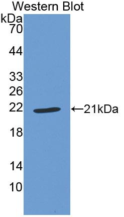 Polyclonal Antibody to Glutathione Peroxidase 1 (GPX1)