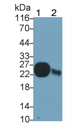 Polyclonal Antibody to Glutathione Peroxidase 1 (GPX1)