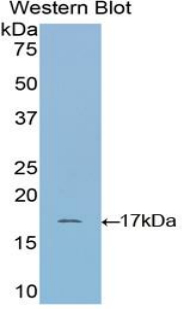PAA297Bo01.jpg