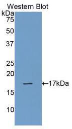 Polyclonal Antibody to Ribonuclease A (RNase A)