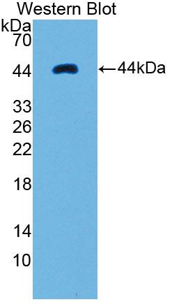 Polyclonal Antibody to Ribonuclease A (RNase A)