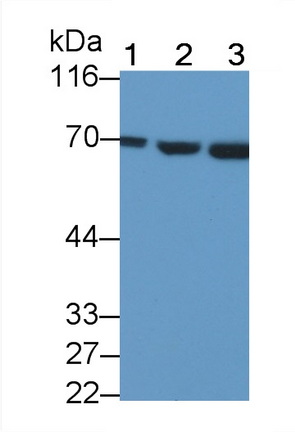 Polyclonal Antibody to Heat Shock 70kDa Protein 1B (HSPA1B)