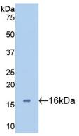 Polyclonal Antibody to Galectin 2 (GAL2)